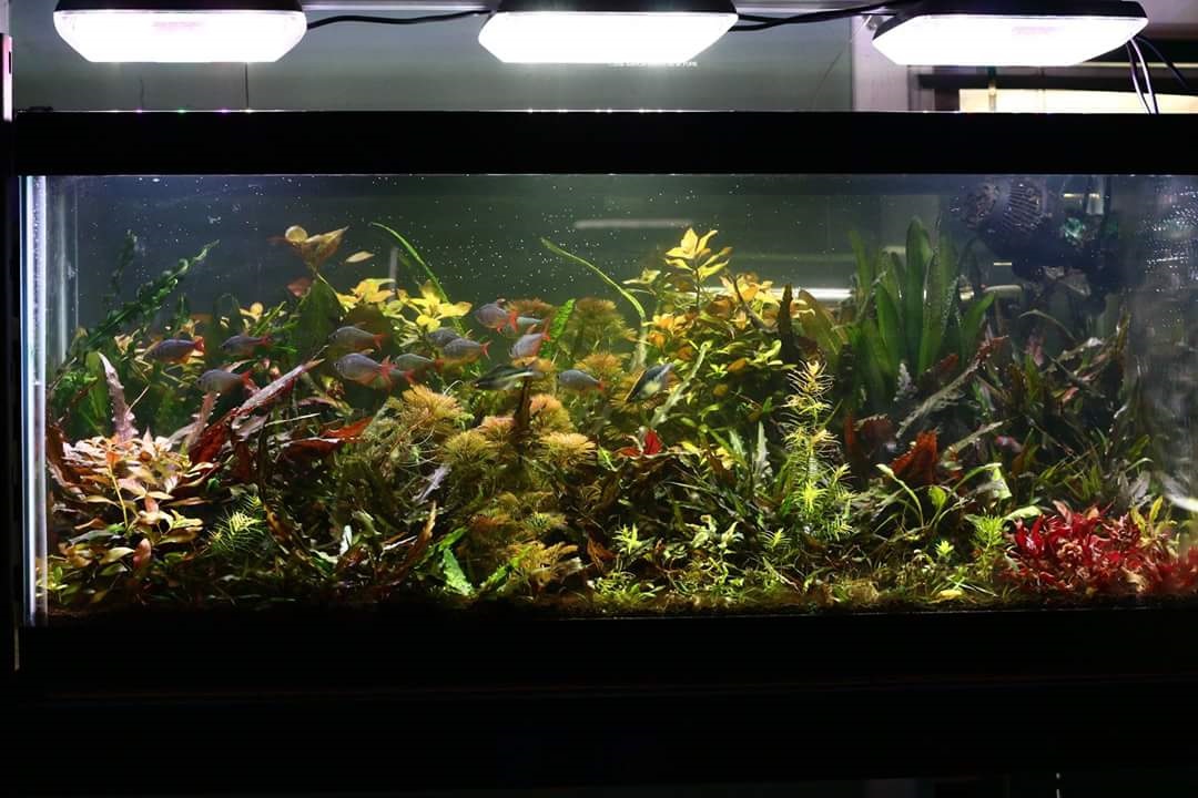 A GAMER'S WIFE 5 Things You Need to Know About Planted Aquarium Lighting