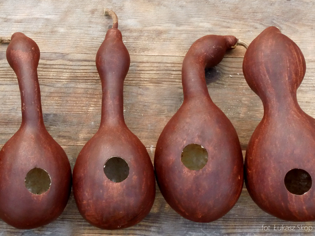 Budki dla ptaków z tykwy zrób to sam! BEZ OGRÓDEK blog ogrodniczy