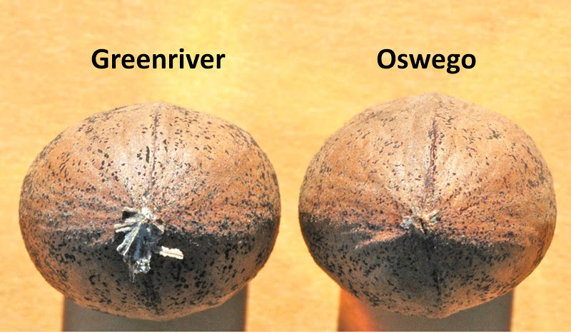 Northern Pecans: Pecan identification: Greenriver vs. Oswego