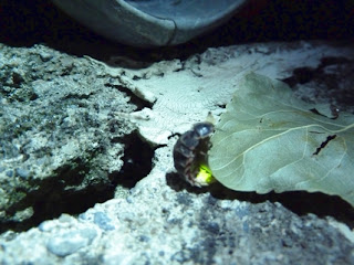 Glow worm in all its colours