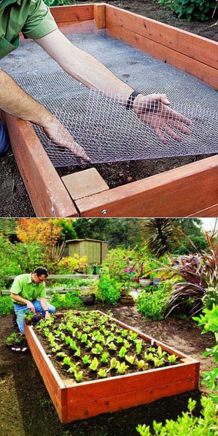 How To Keep Moles Out Of Raised Garden Bed How To Keep Moles Out Of Raised Garden Bed