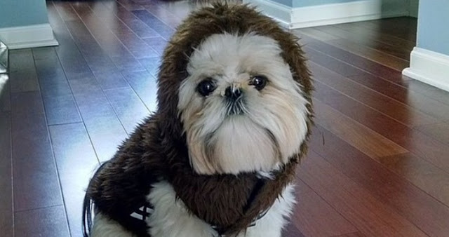 Tristeza, uivos e xixi fora do lugar? Seu SHIH TZU pode estar apaixonado VEJA!