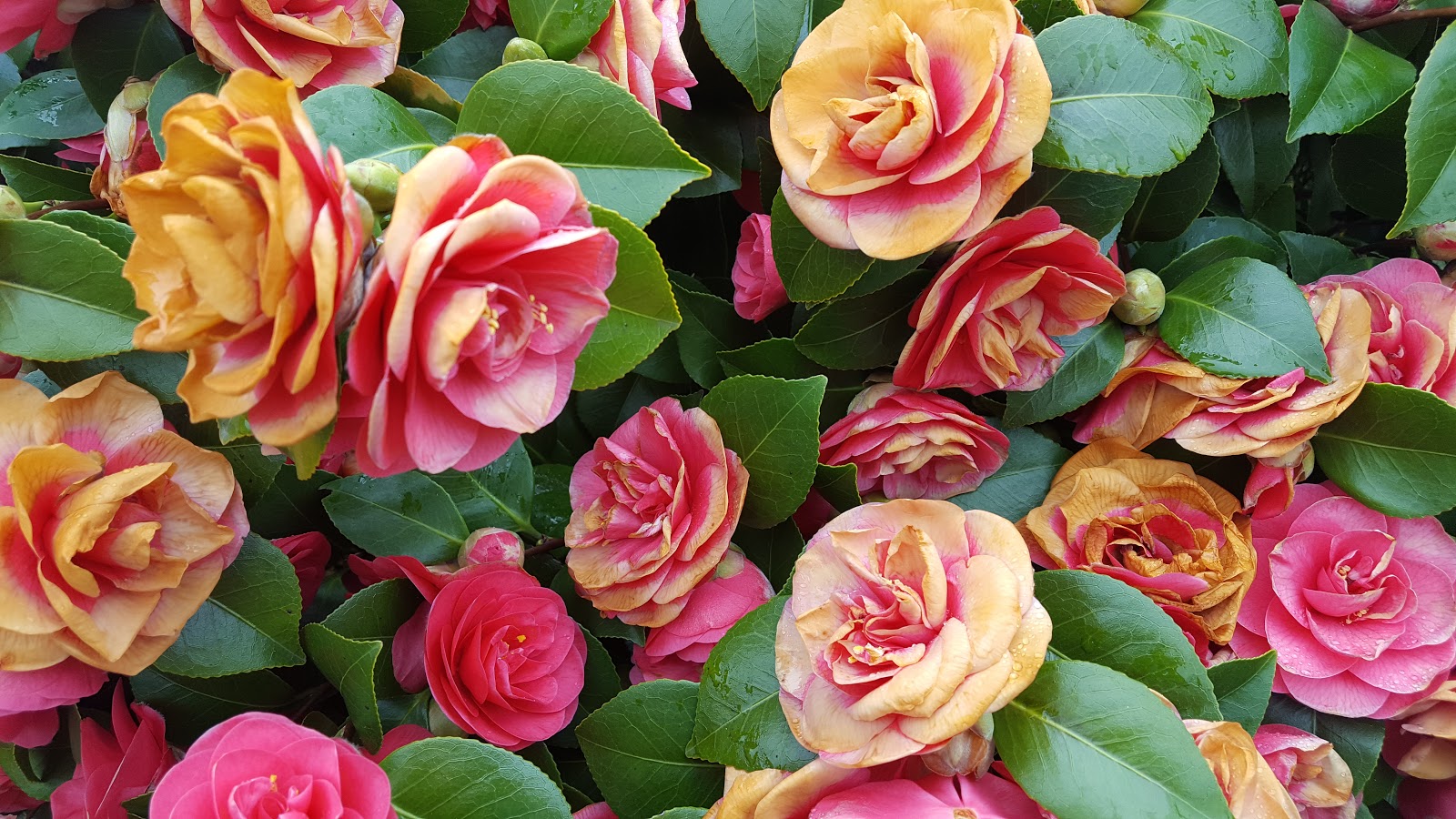 WHY ARE MY CAMELLIA FLOWERS TURNING BROWN? The Garden of Eaden