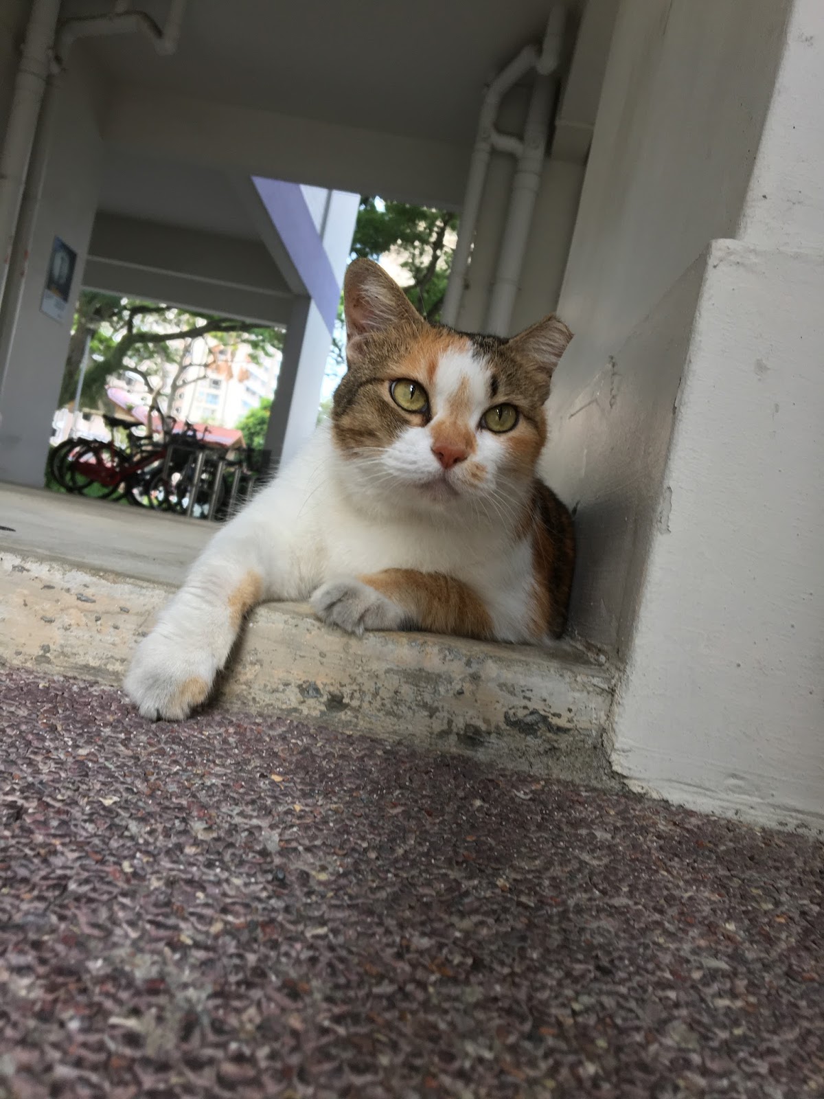 Singapore Community Cats