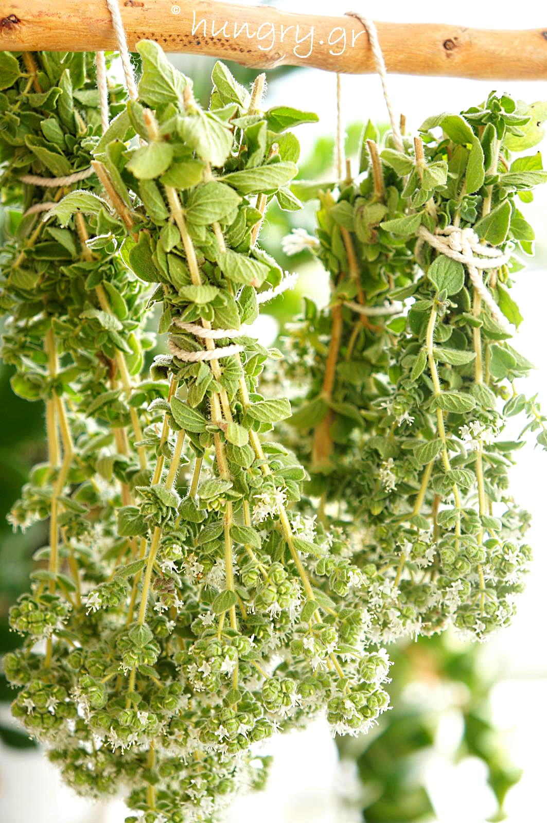 Kitchen Stories Picking & Drying of Fresh OreganoDIY