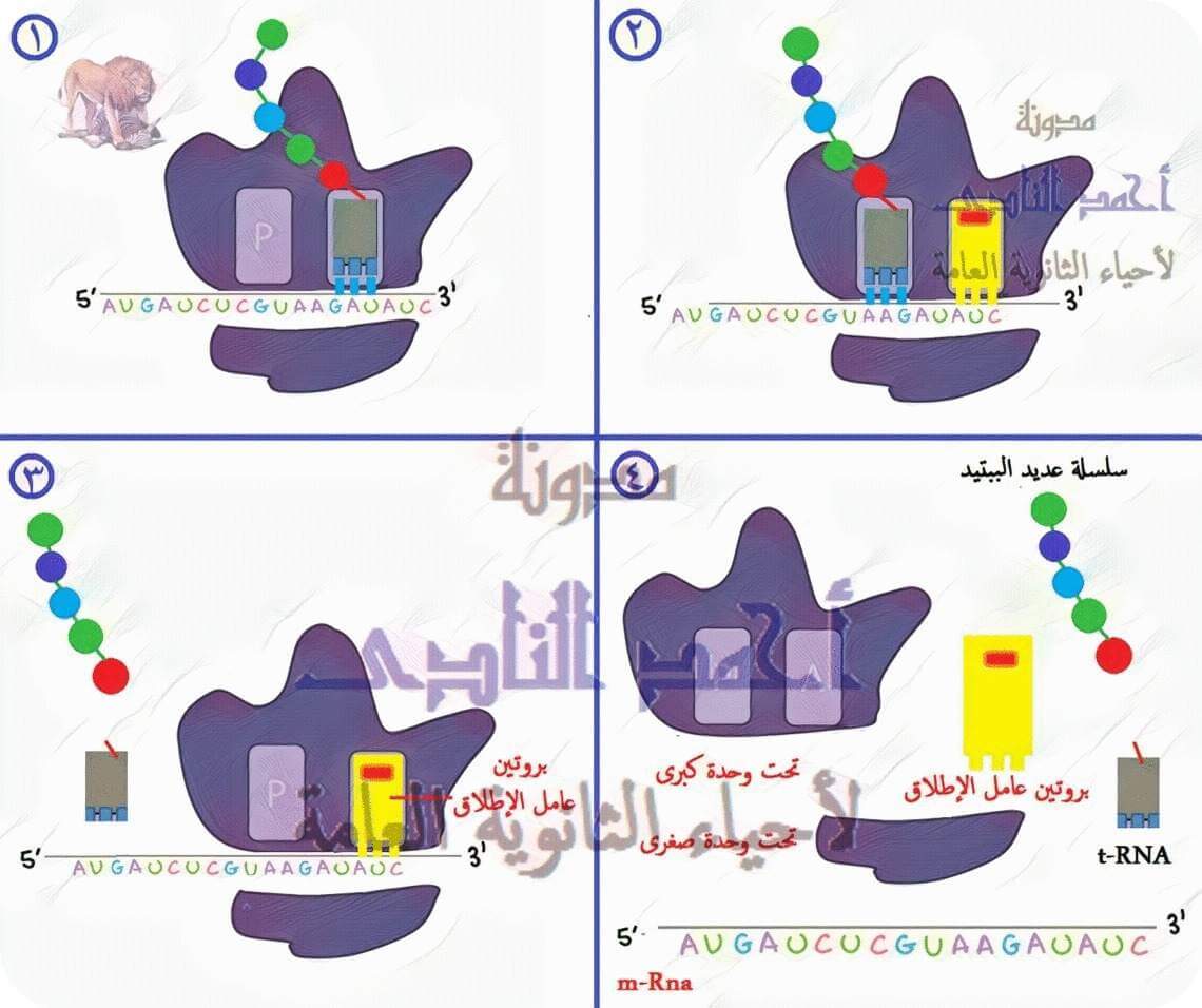 تخليق البروتين – أحياء الثالث الثانوى -  برتين عامل الإطلاق - إنفصال تحت وحدة كبرى و تحت وحدة صغرى 