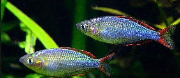 Budidaya Ikan Rainbow Fish Irian, Trout, dan Papua (Ikan Pelangi Papua)