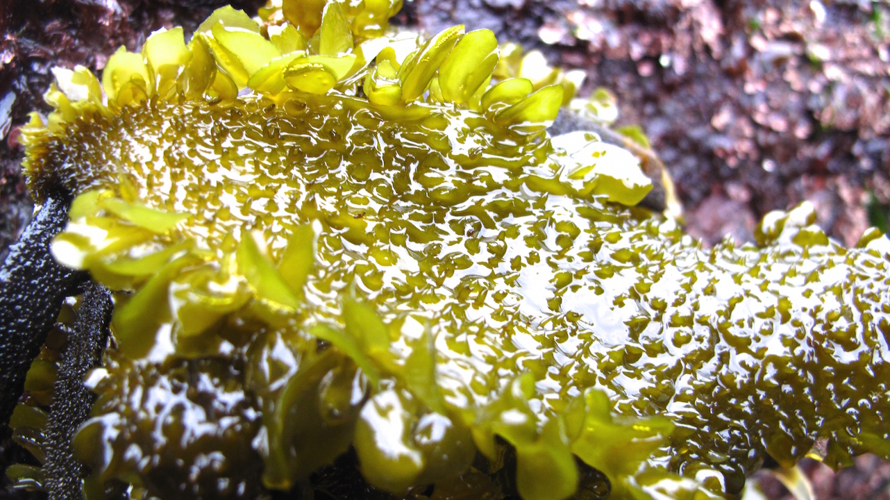 Marine Biology and Ecology 450