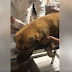 Ηγουμενίτσα: Εικόνες ντροπής - Άγνωστοι δηλητηρίασαν με φόλα αδέσποτο σκυλάκι (+ΒΙΝΤΕΟ)