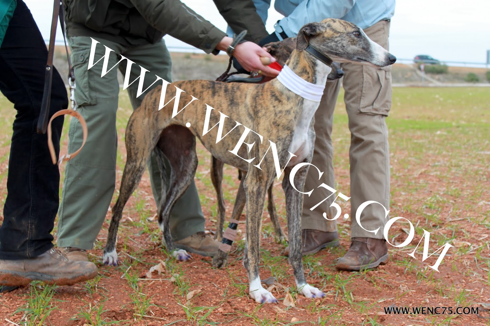 WENC75 GALGOS Y COTOS