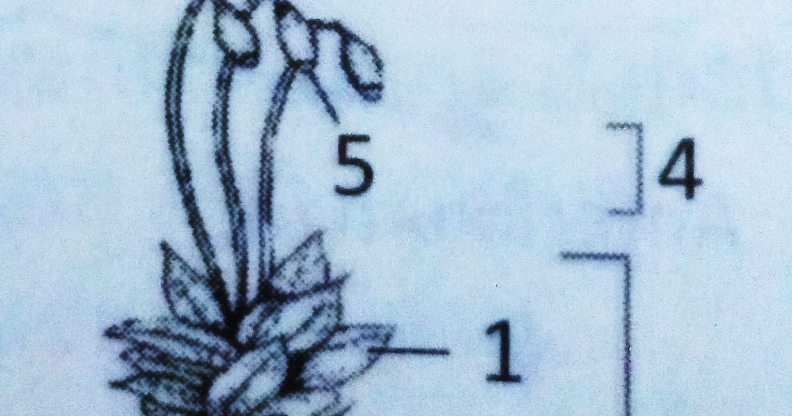 Contoh Soal PAT Biologi Kelas 10 Tahun 2019 - BSB
