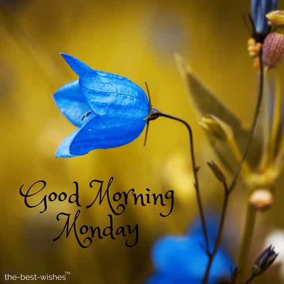 good-morning-monday good morning monday
