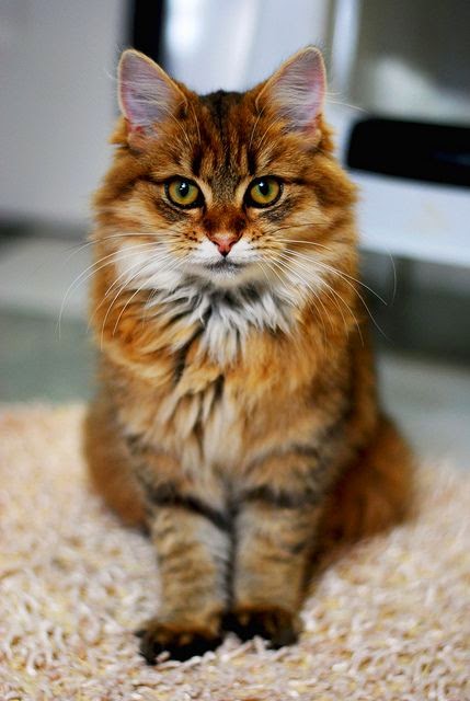 Five Interesting Facts About Maine Coon Cats
