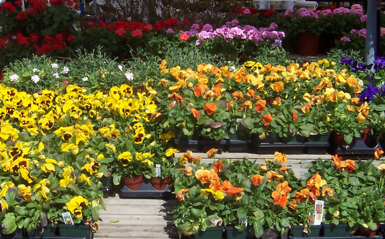 DIY and How To Corner The Best Time for Garden Bargain Shopping