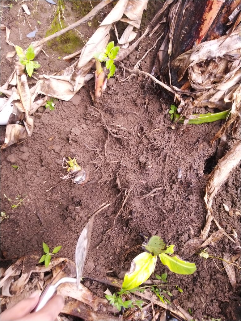 Perkembangbiakan Vegetatif Alami