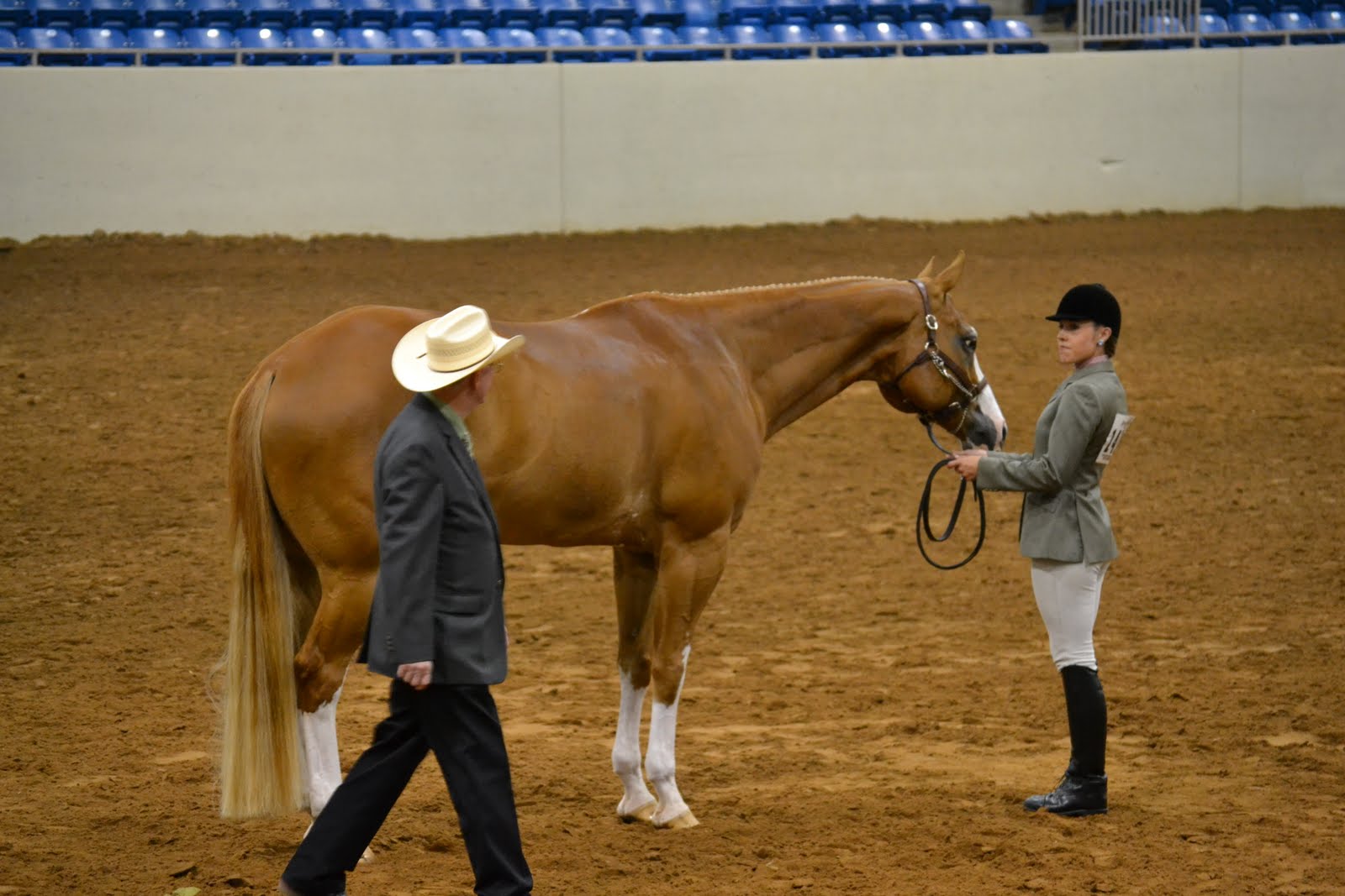 Trip to the Pinto World Show English Showmanship Pics