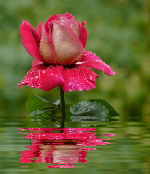 GIFS E CORES Rosas com Gifs de água