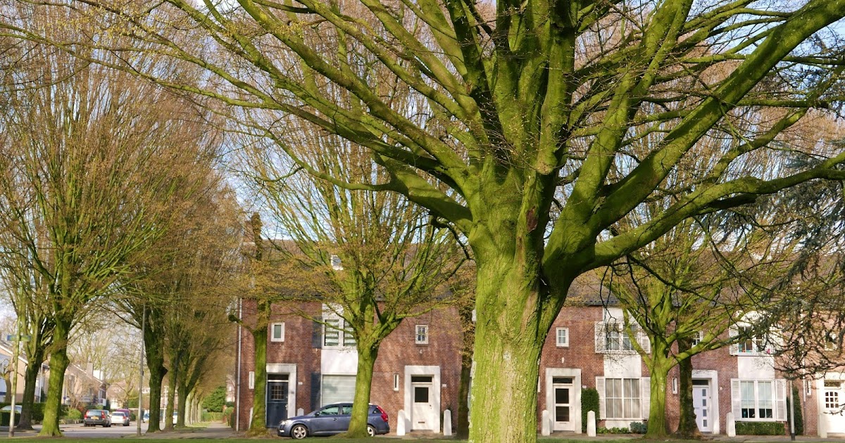 TilburgDailyPhoto Ja! De blaadjes komen aan