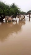 सांचौर में घुसा पानी,विश्व की सबसे विराट गौशाला भयंकर संकट में 