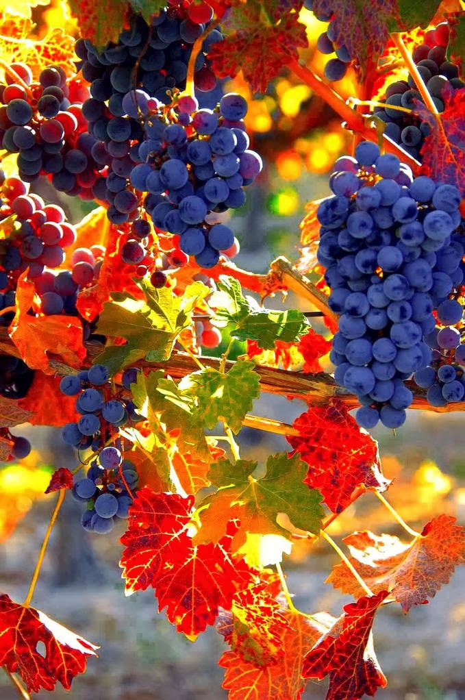 Картинки осень виноград