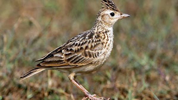 Tips Cara Memandikan Burung Branjangan