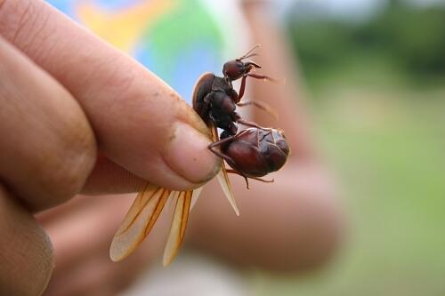 Ambiente, clave en reproducción de las hormigas culonas