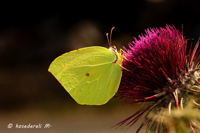 Çiçeğe konmuş bir kleopatra kelebeği fotoğrafı