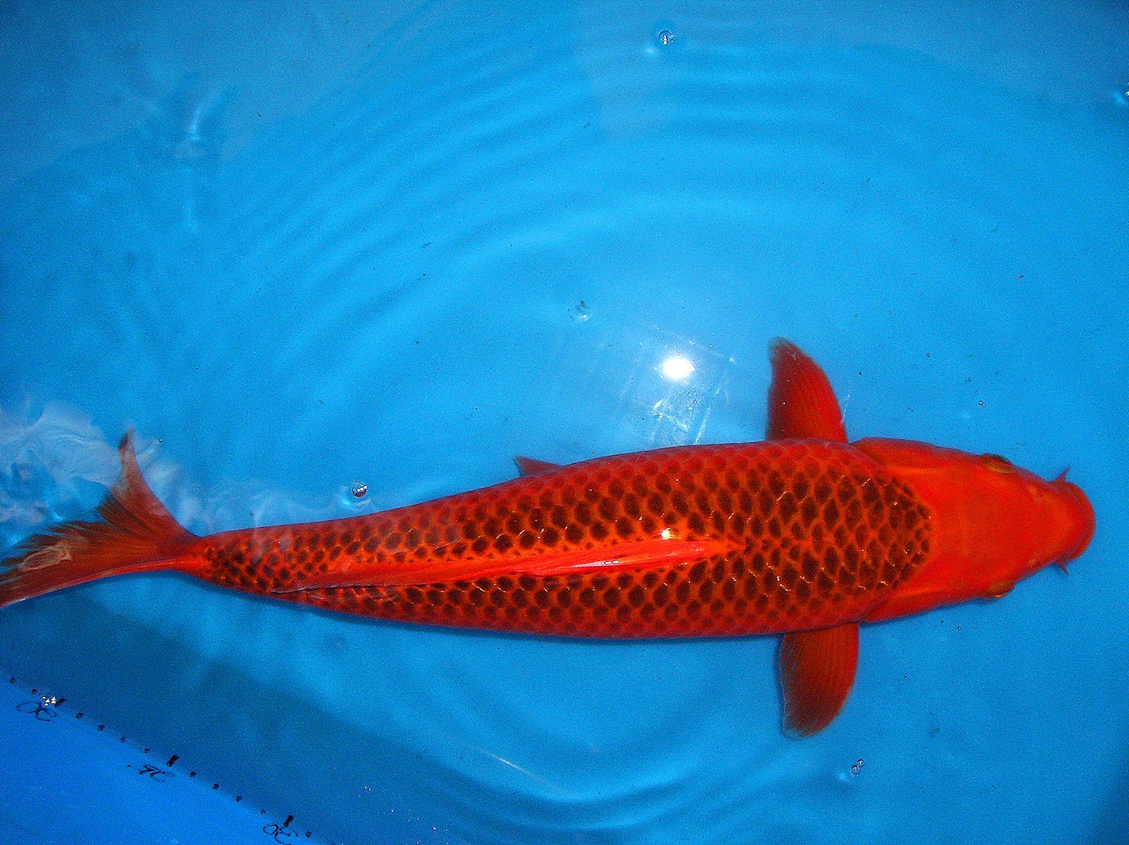 ZENKOI MARKETING IMPORTED JAPANESE CARP(Koi Fish)