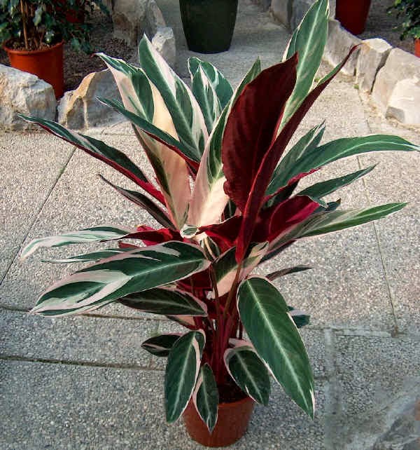 PlantWerkz: Tricolor - Stomanthe Sanguinea