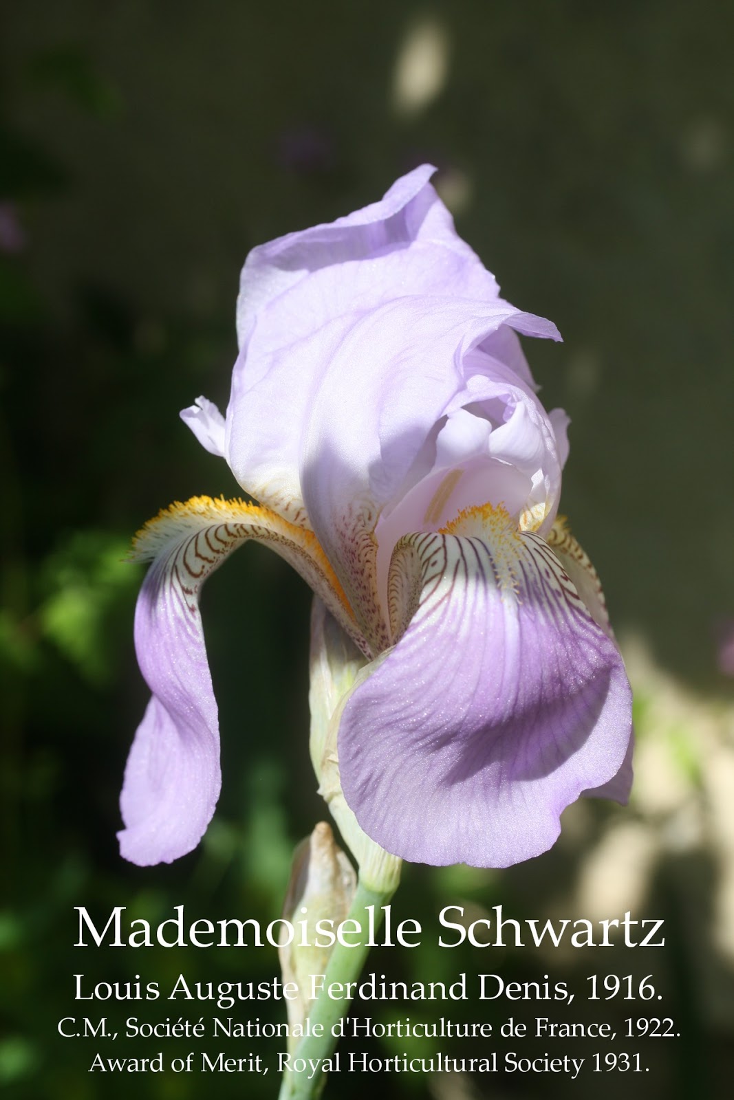 French Historic Tall Bearded Iris Mademoiselle Schwartz HERITAGE IRISES