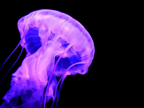 Animal facts: Jellyfish