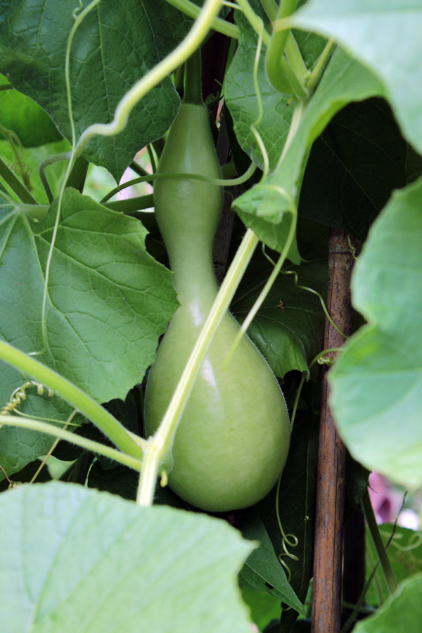 Dirt Happy: Speaking of Gourds