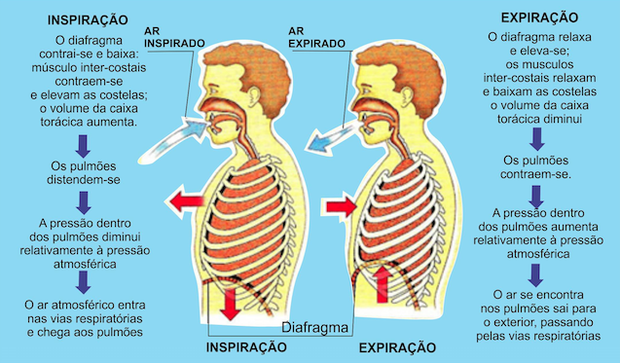 Saúde do Adulto: Fisiologia da Respiração rim diagrama 