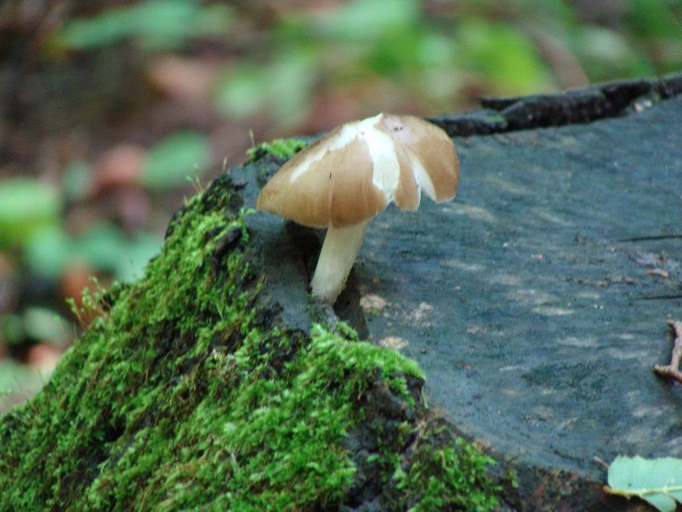 Pluteus cervinus DSC41108