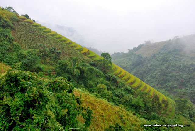 Des éblouissantes rizières en escaliers de Sapa - Photo An Bui