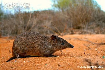 Isoodon auratus