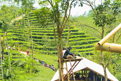 kebun teh nglinggo samigaluh kulon progo jogja