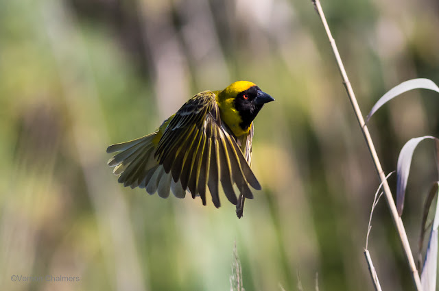 Southern Masked Weaver: Canon EOS 6D / 400mm Lens ISO 1250 /f6.3 1/4000s - Woodbridge Island, Cape Town