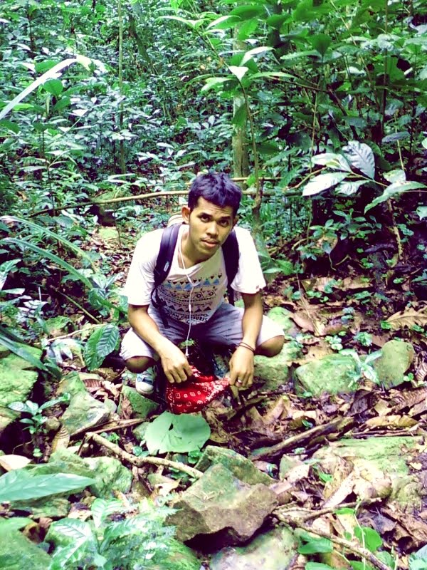 Teknik Pembibitan dan pemeliharaan Pohon eboni FORESTER