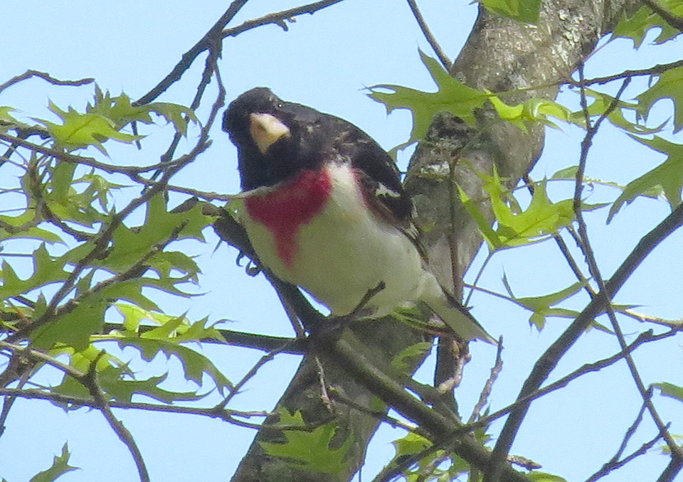 STOKES BIRDING BLOG Mt. Auburn Cemetery Birding Hotspot!!