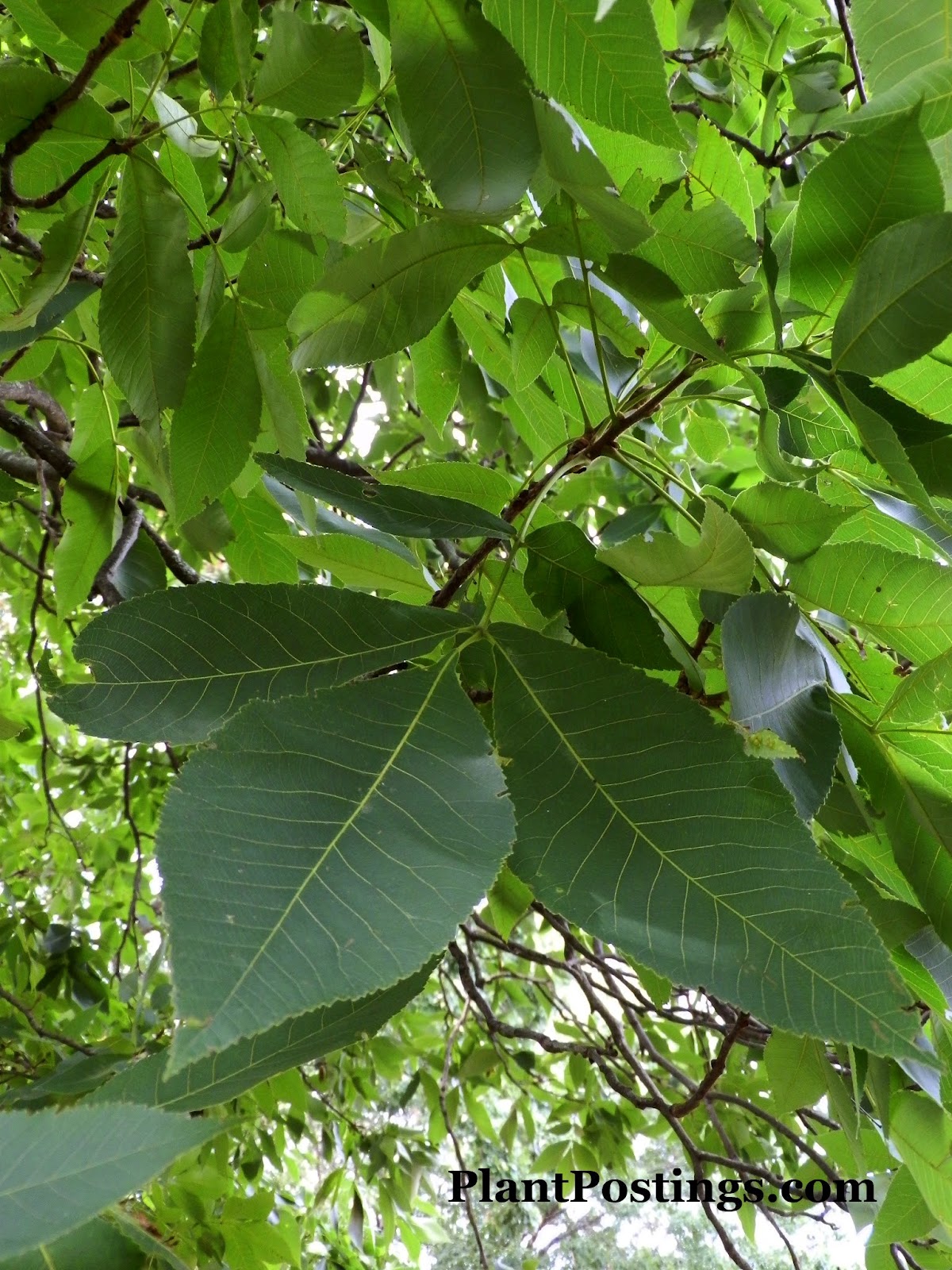 PlantPostings Plant of the month Shagbark Hickory