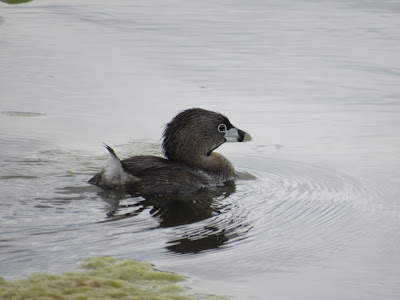 Tule Lake National Wildlife Refuge