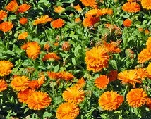 Calendula helps, wounds heal faster