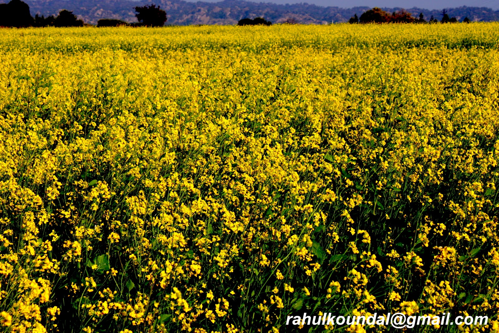 RAHUL KOUNDAL's PHOTOGRAPHY Mustard Fields, flourishing in Punjab