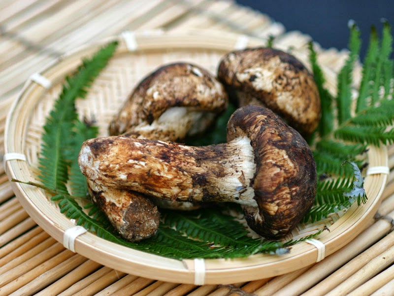 living in Shinshu, Japan Do you like Porcini? Try Matsutake mashroom