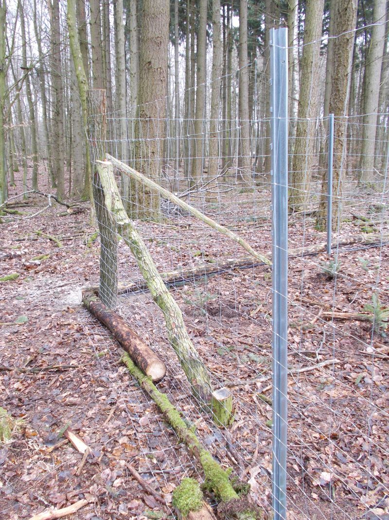 Bäume Pflanzen Wald Bäume Pflanzen Wald