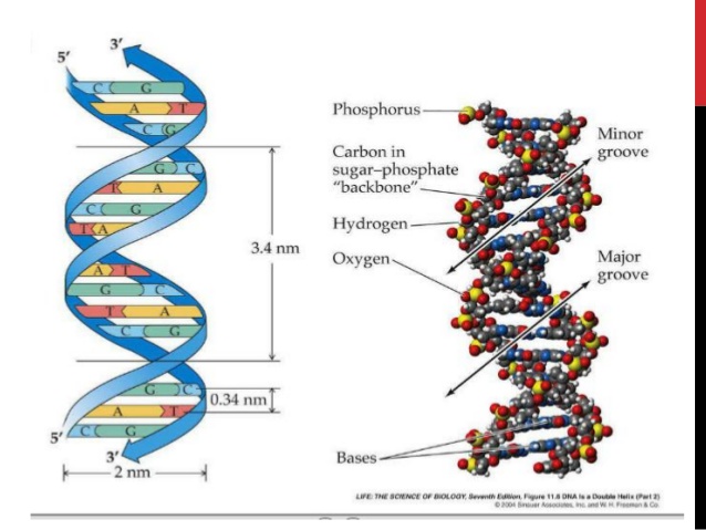 Bioquímica en la cocina : ¿Que tipo de estructuras tienen las proteínas?