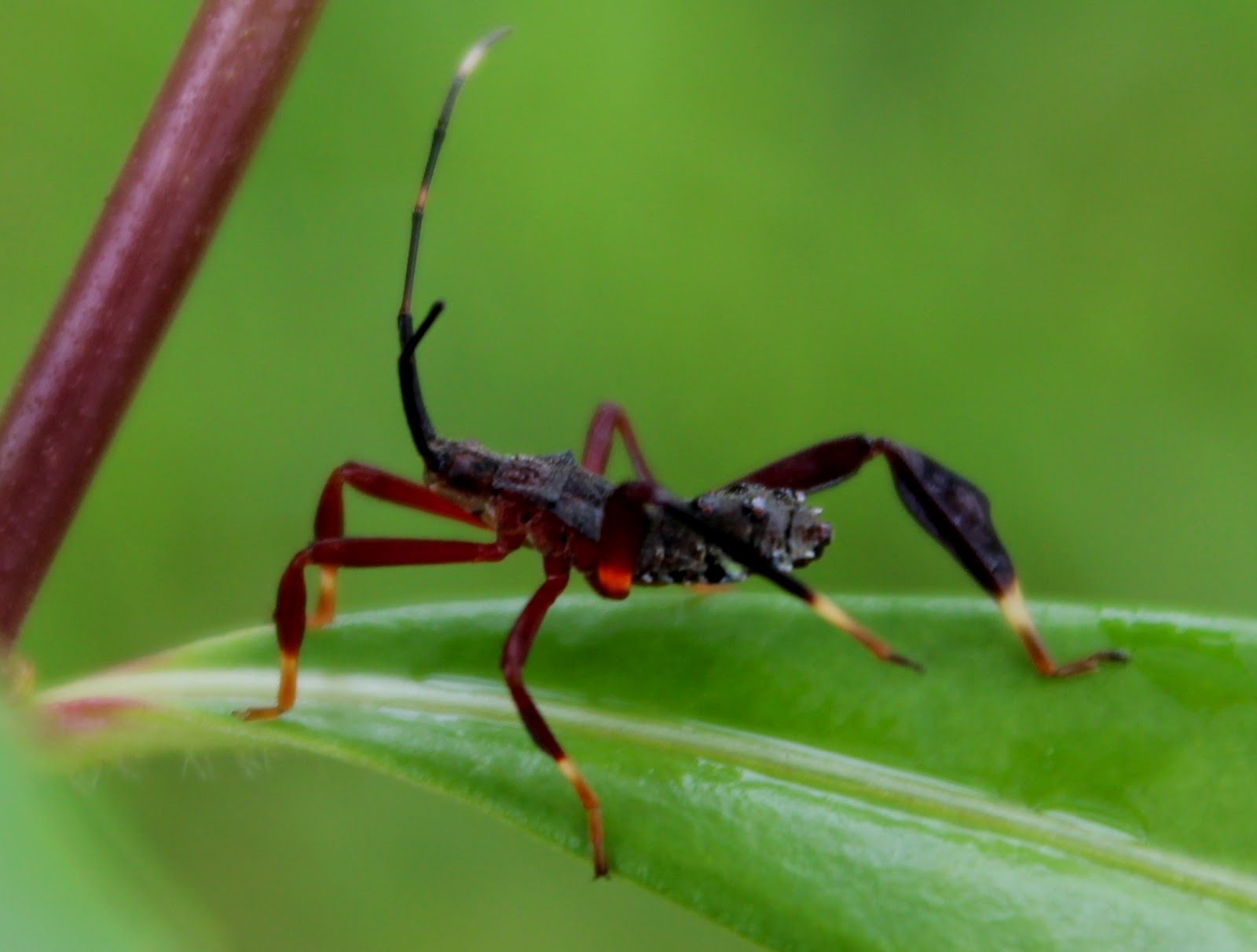 Caliandra do Cerrado: Procurando identificação de insetos do Cerrado