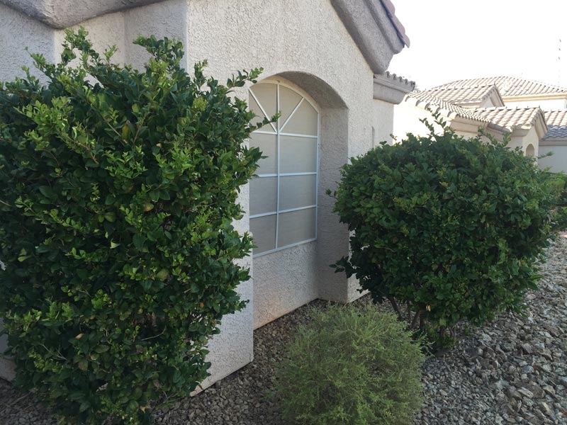 Ligustrum Japonicum Amur Common Privet Curlyleaf Ligustrum