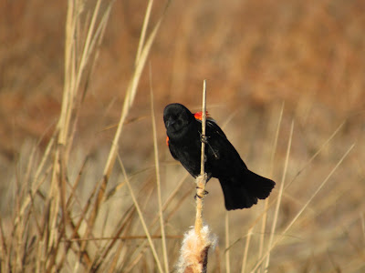 Lower Klamath National Wildlife Refuge